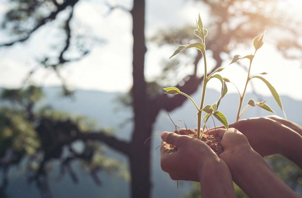 an image showing a person holding between hands a plant
